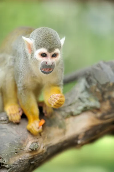 Close-up of a Common Squirrel Monkey — Stock Photo, Image