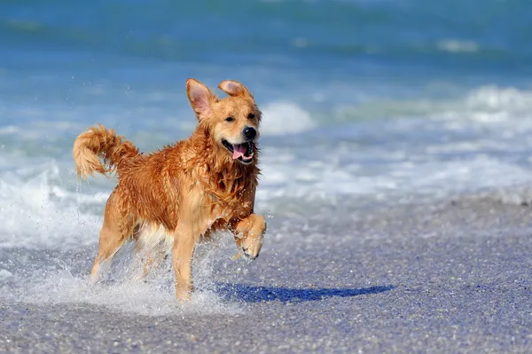 Joven golden retriever corriendo por la playa Imagen De Stock
