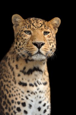 leopar