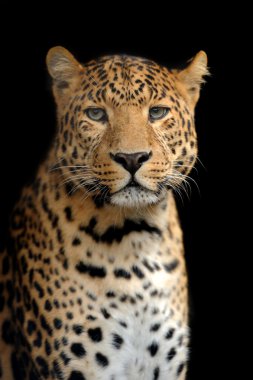 leopar