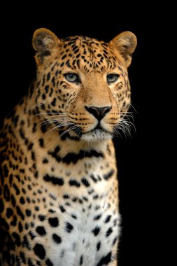 leopar
