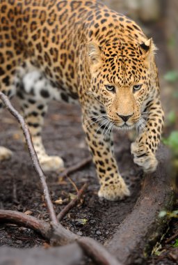 leopar