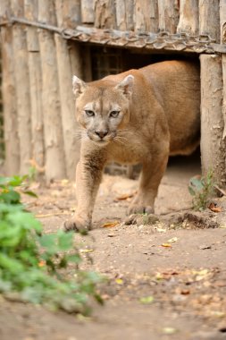 puma