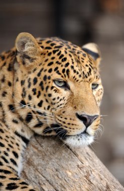 leopar