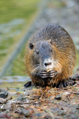 il topo muschiato (ondatra zibethicus)