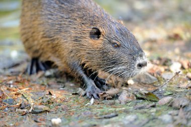 il topo muschiato (ondatra zibethicus)