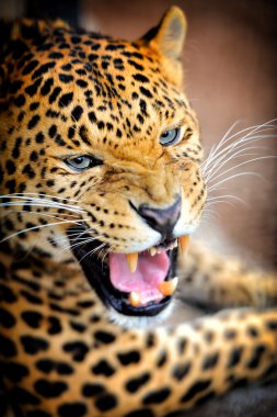 leopar