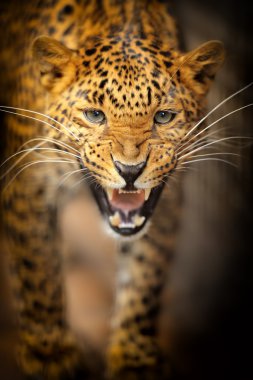 leopar
