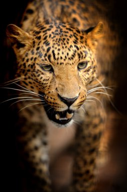 leopar