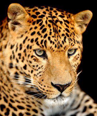 leopar portre