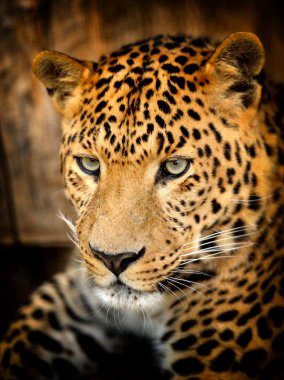 leopar
