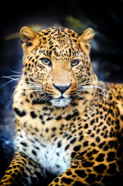 leopar