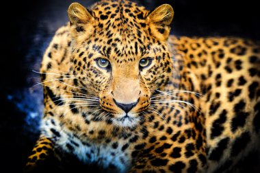 leopar