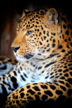 leopar