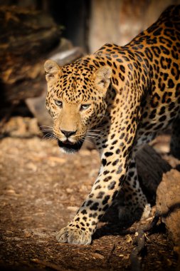 leopar