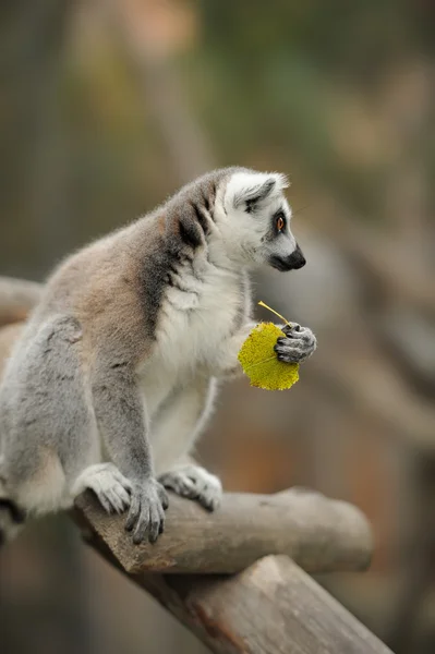 Młody lemur — Zdjęcie stockowe