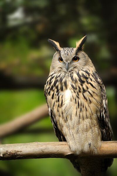 Wild owl