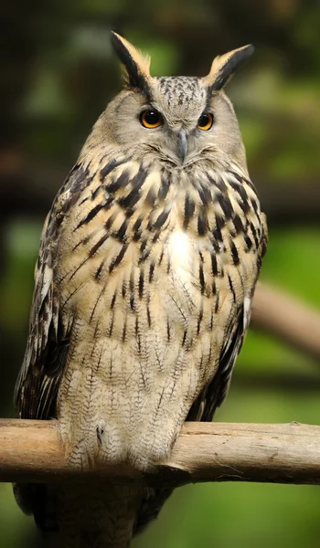 Wild owl — Stock Photo, Image