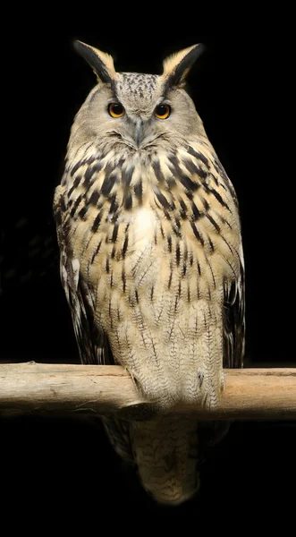 Wild owl — Stock Photo, Image