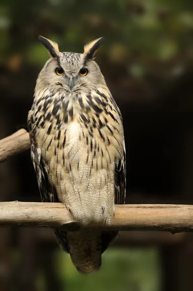 Wild owl — Stock Photo, Image