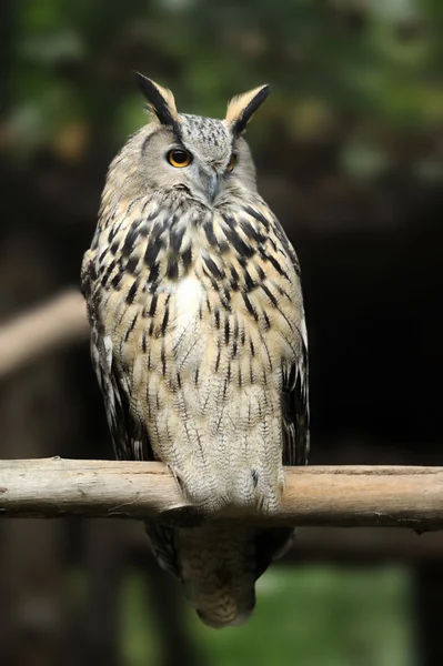 Wild owl — Stock Photo, Image