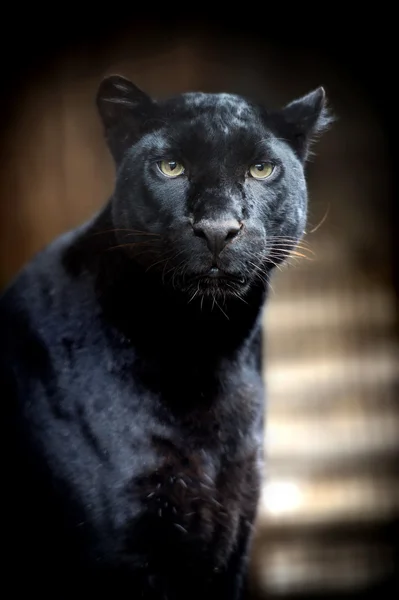 검은 표범 — 스톡 사진