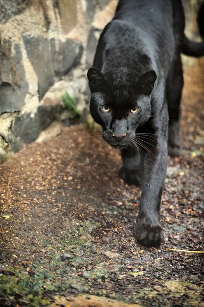 Leopardo negro — Foto de Stock