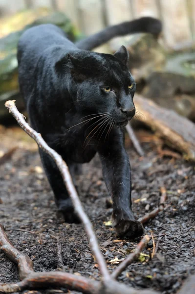 Leopardo negro — Foto de Stock