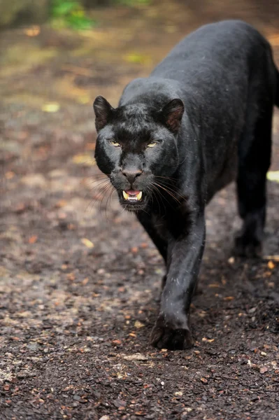 Чёрный леопард — стоковое фото
