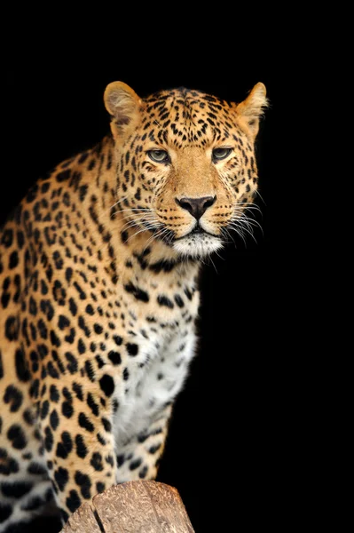 Leopardo — Foto Stock