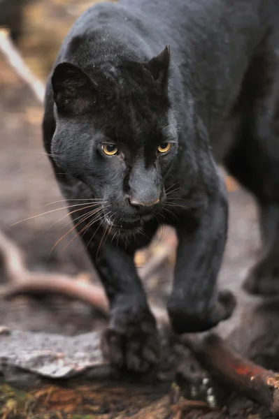 Leopardo negro — Fotografia de Stock