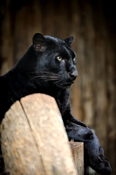 Zwarte leopard — Stockfoto