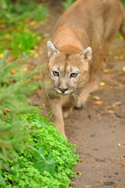 Cougar — Stock Photo, Image