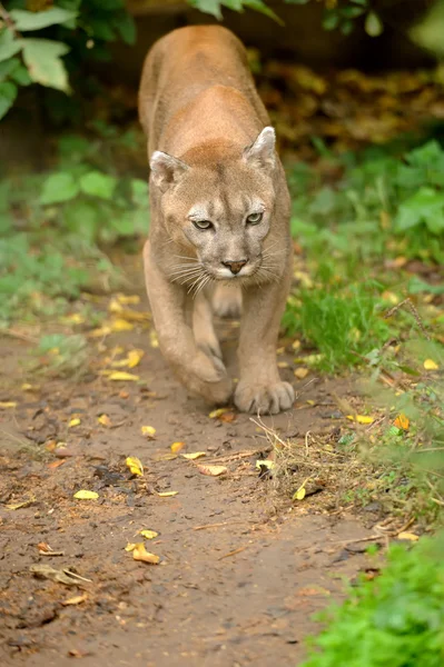 Cougar. — Fotografia de Stock