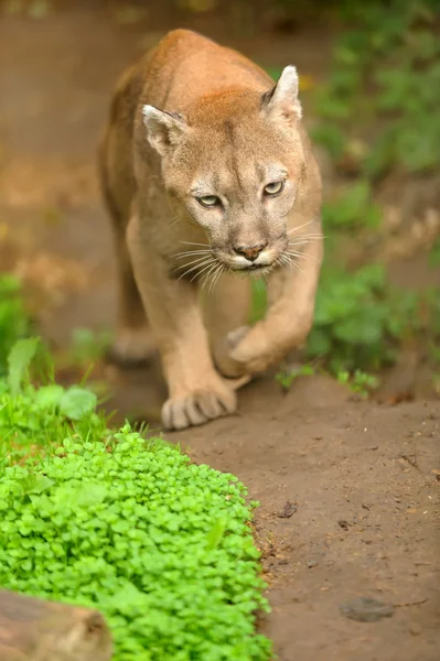 Cougar — Stockfoto