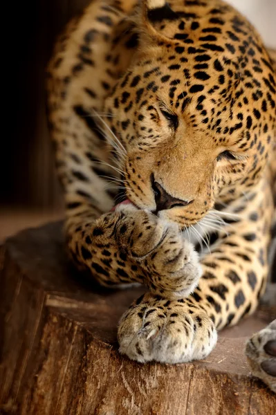 Leopardo — Foto Stock