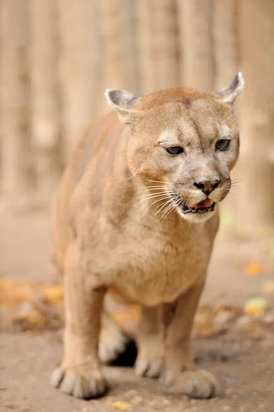 Cougar. — Fotografia de Stock