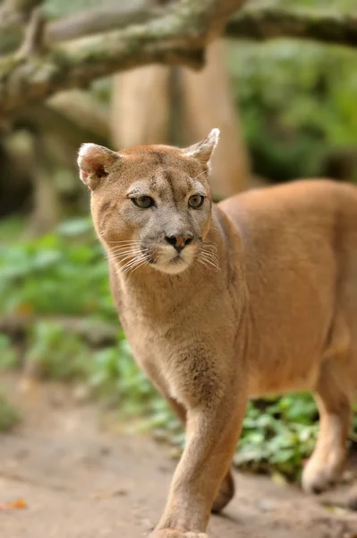 Cougar. — Fotografia de Stock