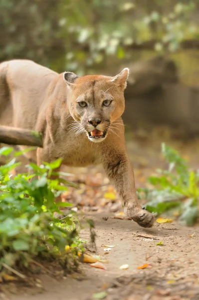 Cougar. — Fotografia de Stock