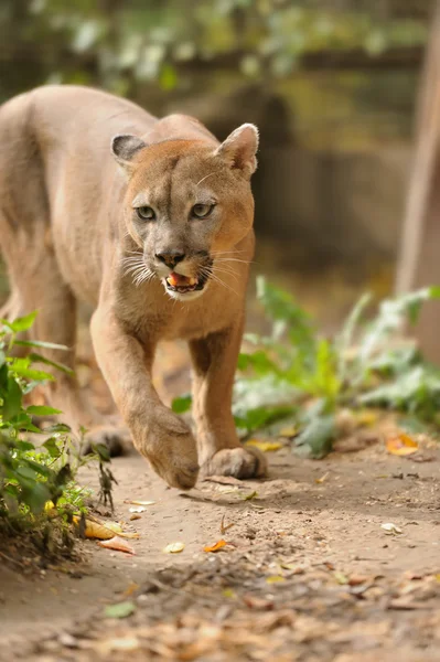 Cougar — Stock Photo, Image