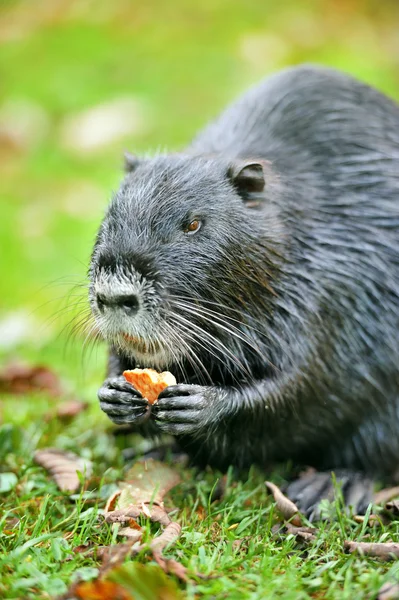 Мускрат (Ondatra zibethicus) ) — стоковое фото