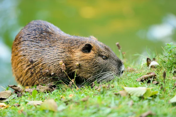 Ondatra pižmová (ondatra zibethicus) — Stock fotografie