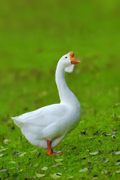 Un ganso blanco sobre hierba verde —  Fotos de Stock