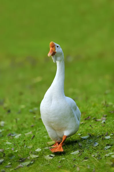 Un ganso blanco sobre hierba verde —  Fotos de Stock