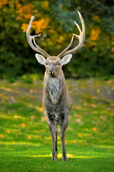 Belle image de cerf rouge — Photo