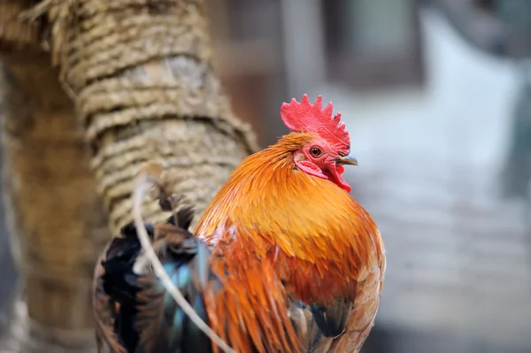 Bellissimo gallo — Foto Stock