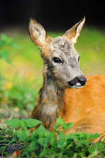 Young deer — Stock Photo, Image