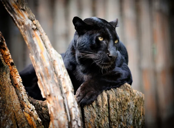 Schwarzer Leopard — Stockfoto