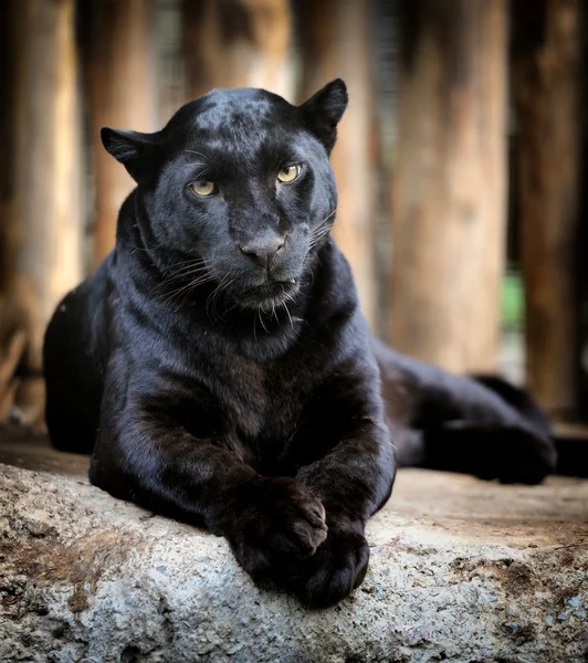 Leopardo negro — Fotografia de Stock