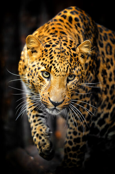 Leopard portrait